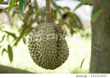 Raw Durian from the tree, macro closeup Raw Durian from the tree, macro closeup 141523917