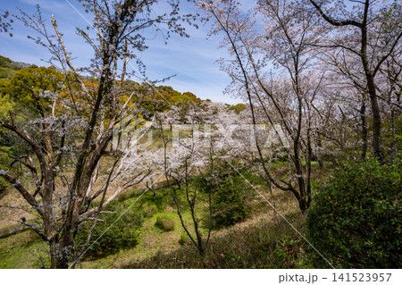 蛇ヶ谷公園の桜の風景（玉名市） 141523957
