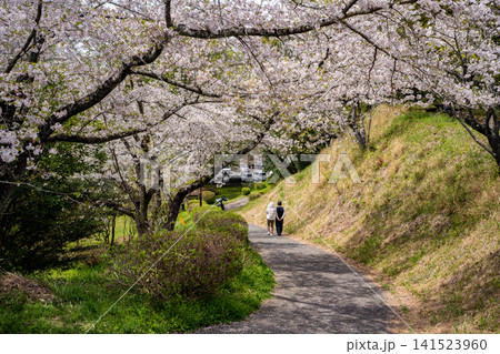 蛇ヶ谷公園の桜の風景(玉名市) 蛇ヶ谷公園の桜の風景(玉名市) 141523960