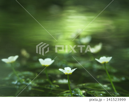 白い梅花藻の花 白い梅花藻の花 141523999