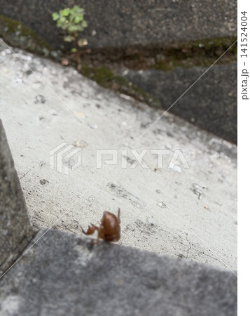 逆さまになって落ちている、セミの抜け殻 逆さまになって落ちている、セミの抜け殻 141524004
