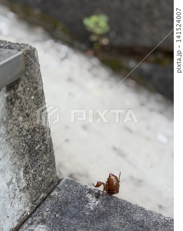 逆さまになって落ちている、セミの抜け殻 141524007