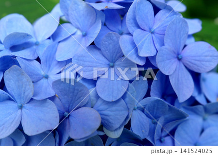 紫陽花の花 紫陽花の花 141524025