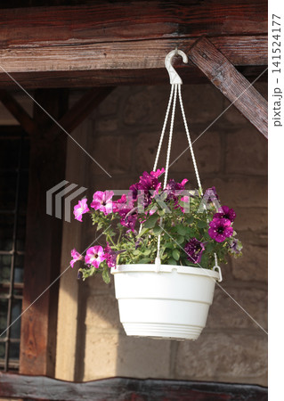 Speckled night sky petunia flowers blooming in hanging planter Speckled night sky petunia flowers blooming in hanging planter 141524177