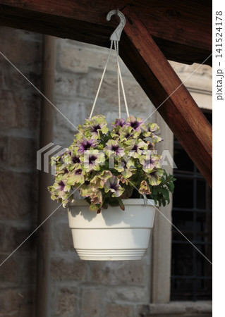 Unique lime green and purple petunia flowers in hanging basket Unique lime green and purple petunia flowers in hanging basket 141524178