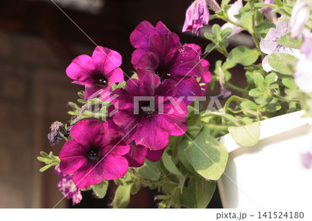 Close-up of deep purple and magenta petunia flowers in hanging pot Close-up of deep purple and magenta petunia flowers in hanging pot 141524180
