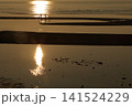 遠浅海岸の夕暮れ 141524229