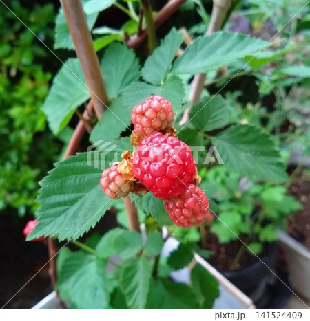夏の手摘みフルーツ用のトリプルクラウンの実 夏の手摘みフルーツ用のトリプルクラウンの実 141524409