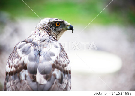 Falcon After The Rain Falcon After The Rain 141524685