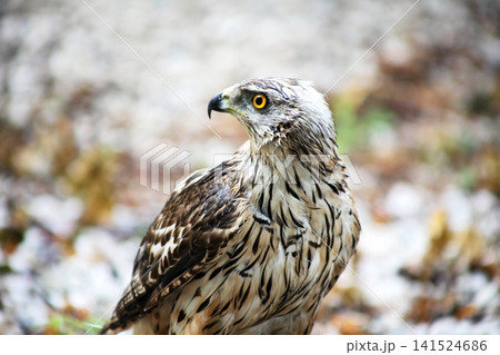 Falcon After The Rain Falcon After The Rain 141524686
