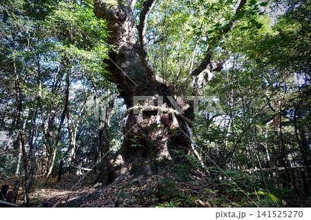 熱田神宮の境内にそびえる注連縄が飾られた神秘的なご神木の大楠 愛知県名古屋市 熱田神宮の境内にそびえる注連縄が飾られた神秘的なご神木の大楠 愛知県名古屋市 141525270
