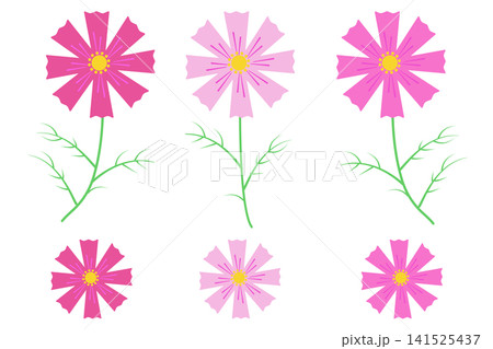 コスモスの花のイラストセット コスモスの花のイラストセット 141525437