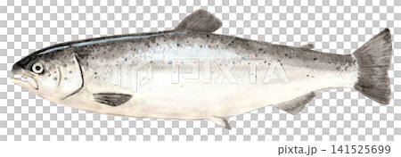 Watercolor painting of salmon trout Watercolor painting of salmon trout 141525699