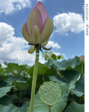 青空と夏雲を背景に咲く前の蓮のつぼみと花托 青空と夏雲を背景に咲く前の蓮のつぼみと花托 141525734