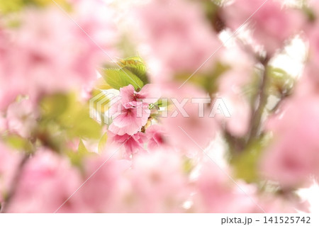 春の訪れを告げる満開の桜 141525742