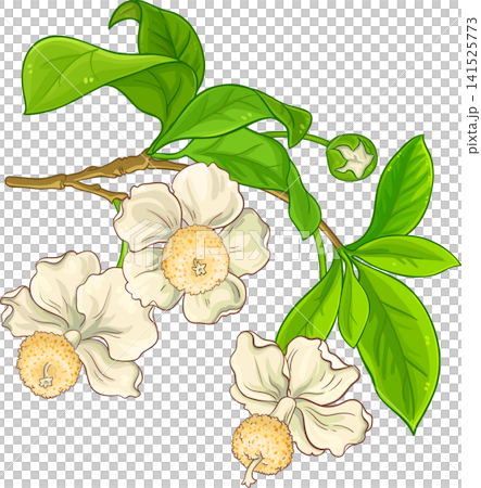 Baobab Flowers Colored Detailed Illustration Baobab Flowers Colored Detailed Illustration 141525773