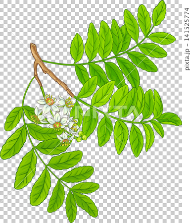 Boswellia Branch Colored Detailed Illustration Boswellia Branch Colored Detailed Illustration 141525774