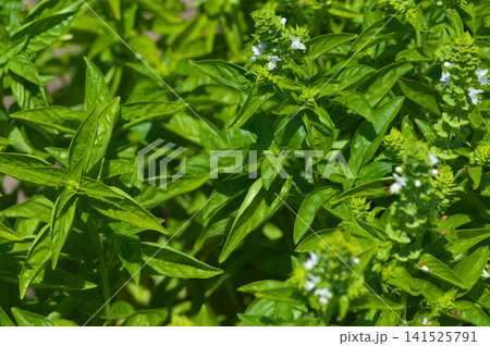花を咲かせる夏のバジル 花を咲かせる夏のバジル 141525791