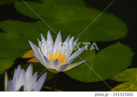 かすかに紫色がかったとてもきれいな花びらのスイレン かすかに紫色がかったとてもきれいな花びらのスイレン 141525802