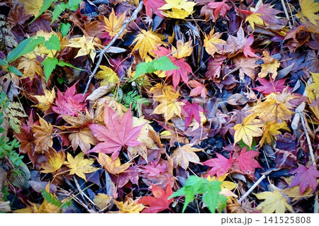 地面を敷き詰める鮮やかでカラフルな紅葉と楓の落ち葉のテクスチャ背景 地面を敷き詰める鮮やかでカラフルな紅葉と楓の落ち葉のテクスチャ背景 141525808