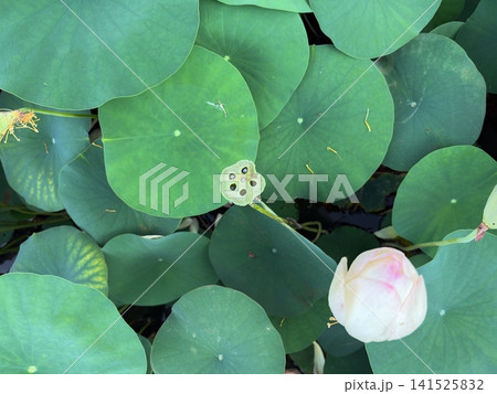 蓮のつぼみと花托を上から見た夏の蓮池 蓮のつぼみと花托を上から見た夏の蓮池 141525832