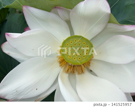 白い蓮の花を彩る緑の花托と黄色い雄しべ 白い蓮の花を彩る緑の花托と黄色い雄しべ 141525957
