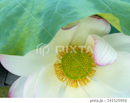 白い蓮の花を彩る緑の花托と黄色い雄しべ 白い蓮の花を彩る緑の花托と黄色い雄しべ 141525958