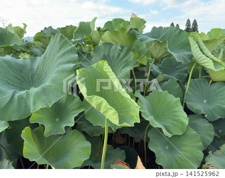 一面に大きな緑の葉が広がる夏の蓮畑 一面に大きな緑の葉が広がる夏の蓮畑 141525962