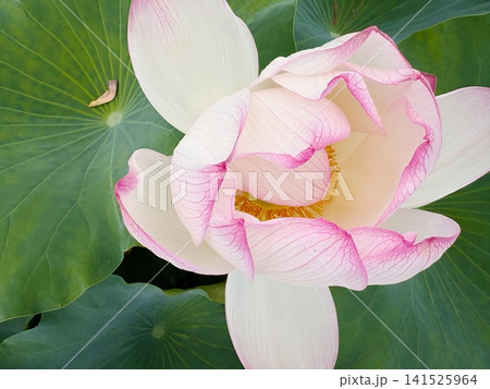 上から見た白とピンクの美しい蓮の花 141525964