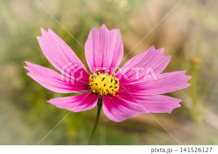 「これぞ秋桜」というようなピンク色の秋桜 「これぞ秋桜」というようなピンク色の秋桜 141526127