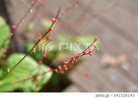 赤い水引の花 赤い水引の花 141526143