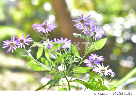 薄紫色の都忘れの花 薄紫色の都忘れの花 141526156