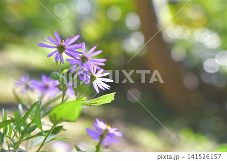 薄紫色の都忘れの花 薄紫色の都忘れの花 141526157