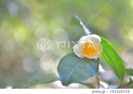 白い茶の花 白い茶の花 141526158