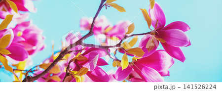 Blooming magnolia in the blue sky background 141526224