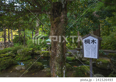 福井 明通寺 庭園の棡木 141526493