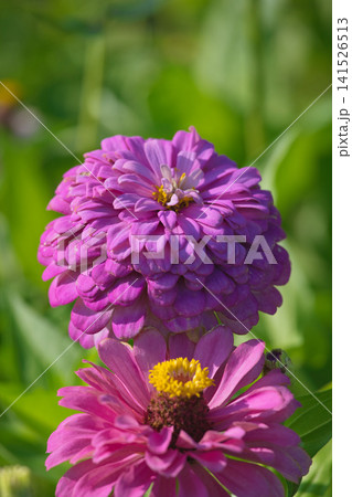 紫色の百日草の花 紫色の百日草の花 141526513
