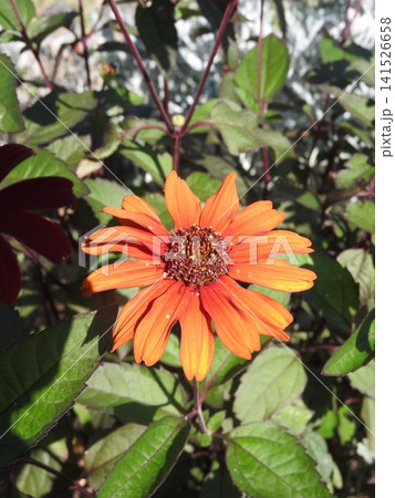 キク科ヒマワリモドキ(ヘリオプシス)属の草花「ヘリオプシス・ブリーディングハーツ」 キク科ヒマワリモドキ(ヘリオプシス)属の草花「ヘリオプシス・ブリーディングハーツ」 141526658