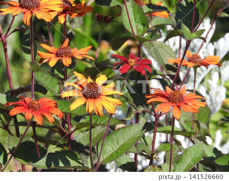 キク科ヒマワリモドキ(ヘリオプシス)属の草花「ヘリオプシス・ブリーディングハーツ」 キク科ヒマワリモドキ(ヘリオプシス)属の草花「ヘリオプシス・ブリーディングハーツ」 141526660