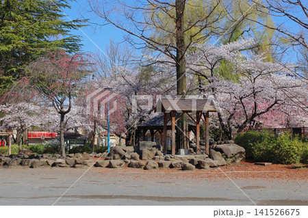 住宅街にある身近な公園で桜が咲く風景(仙台市宮城野区の清水沼公園) 住宅街にある身近な公園で桜が咲く風景(仙台市宮城野区の清水沼公園) 141526675
