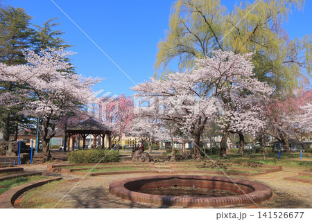 住宅街にある身近な公園で桜が咲く風景(仙台市宮城野区の清水沼公園) 住宅街にある身近な公園で桜が咲く風景(仙台市宮城野区の清水沼公園) 141526677