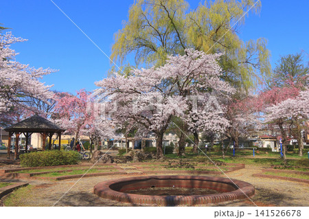 住宅街にある身近な公園で桜が咲く風景（仙台市宮城野区の清水沼公園） 141526678