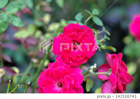 Rosa x damascena Mill, Rosa x damascena Herrm or ROSACEAE or Damask rose or red flower Rosa x damascena Mill, Rosa x damascena Herrm or ROSACEAE or Damask rose or red flower 141526743