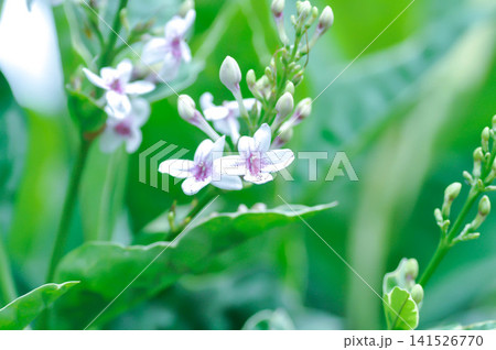Pseuderanthemum reticulatum or ACANTHACEAE or caricature plant, golden pseuderanthemum or purple flower Pseuderanthemum reticulatum or ACANTHACEAE or caricature plant, golden pseuderanthemum or purple flower 141526770