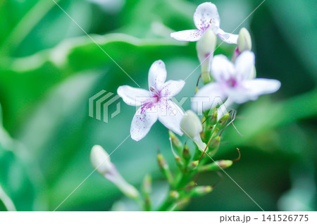 Pseuderanthemum reticulatum or ACANTHACEAE or caricature plant, golden pseuderanthemum or purple flower Pseuderanthemum reticulatum or ACANTHACEAE or caricature plant, golden pseuderanthemum or purple flower 141526775