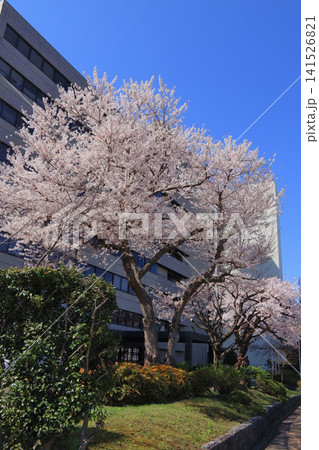 仙台第4合同庁舎の桜（宮城県仙台市） 141526821