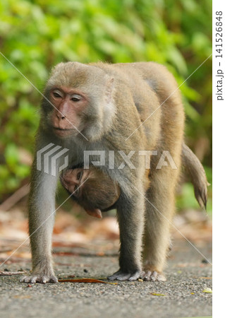 アカゲザルの親子 アカゲザルの親子 141526848