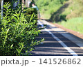 駅舎沿いに生える植物 141526862