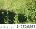 春の野原に咲くナズナの花 141526863