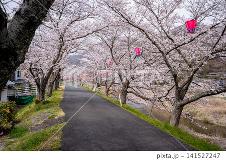 井原堤の桜の風景(井原市) 井原堤の桜の風景(井原市) 141527247